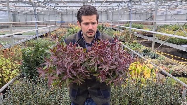 Live from Area 51: Leucothoe Burning Love смотреть онлайн