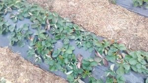 Как сделать балаган для клубники. Материал для балагана.