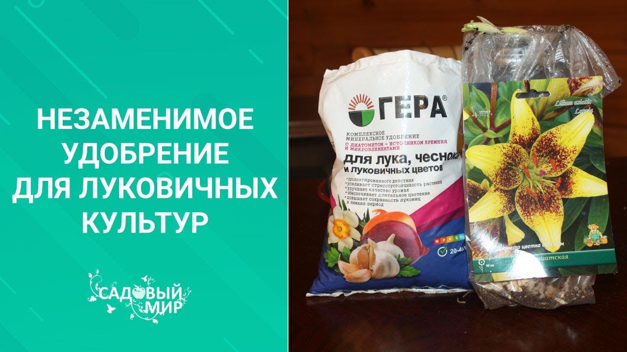 Как правильно посадить луковичные весной. Не забудьте положить это удобрение!