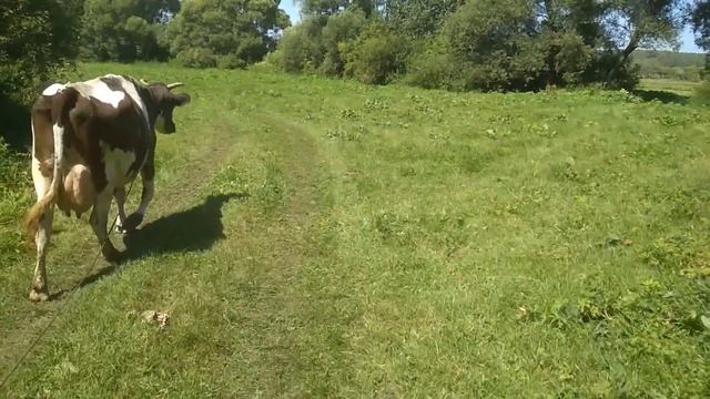 Надой молока в августе. смотреть онлайн