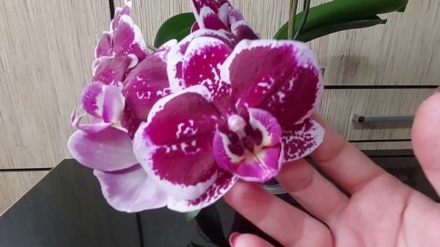 Цветение моих орхидей в мае. Часть третья. Украина Днепр смотреть онлайн