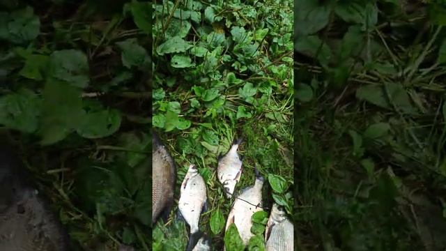 Сходил на рыбалку. 06 08 2021река Нара. смотреть онлайн