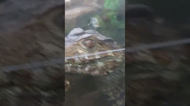 настоящий крокодил, если что он продается, это магазин экзотики, там всякие ящеры смотреть онлайн