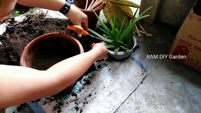 PAANO paramihin Ang Aglaonema Big Roi.? Watch Full Tutorial смотреть онлайн
