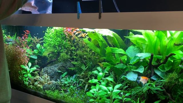 Запускаем рыбок в растительный аквариум Juwel 450 литров. Часть 26. смотреть онлайн