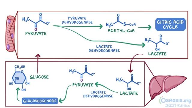 Osmosis _ Amino acid metabolism (Biochemistry).mp4 смотреть онлайн