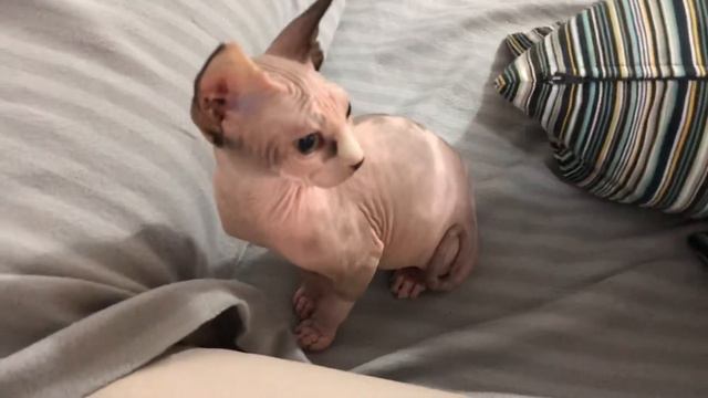 A minha pequena sphynx Kuarashi смотреть онлайн