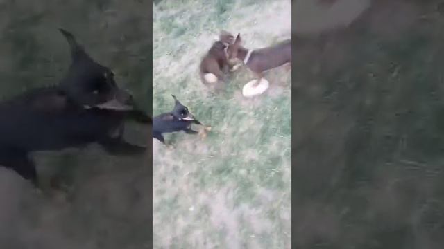 керн-терьер и пражские крысарик смотреть онлайн