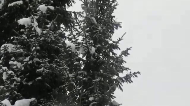 Адвокату Егорову ,сибирский ответ.