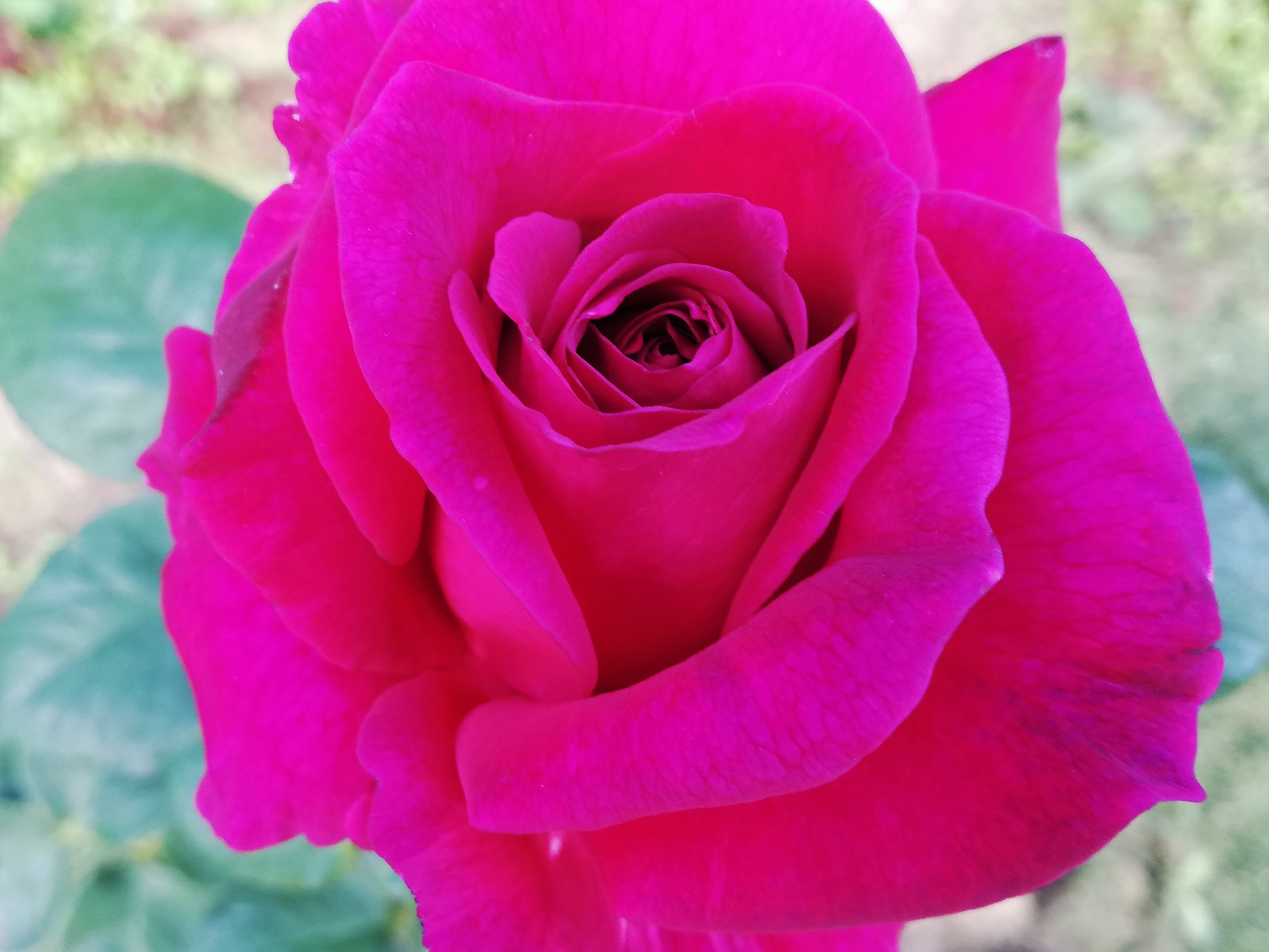 РОЗЫ. От А до Я. ВЕСЕННЯЯ ПОСАДКА смотреть онлайн