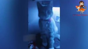 Приколы С Котами СОзвучкой! Смешные Коты! Самые Смешные Животные! Я Ржал Целый Час!