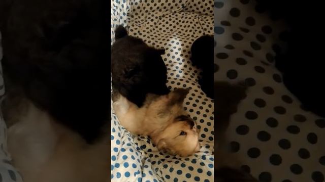 Щенки играют и развиваются смотреть онлайн
