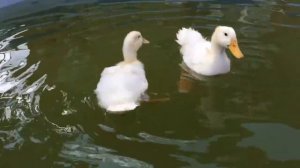 Утята купаются в бассейне !