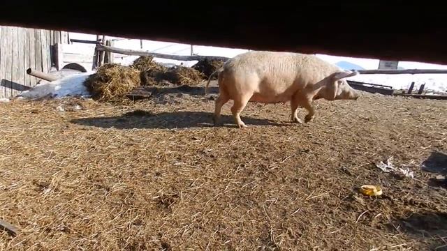 Жизнь в деревне Свинья опоросилась на улице. Переводим в стайку. смотреть онлайн