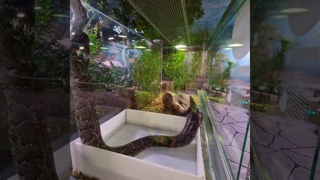 Императорский удав,брррр!