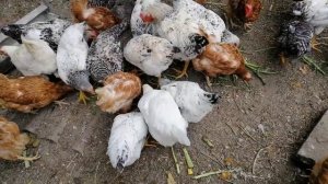 ??КУРЫ МАСТЕР ГРЕЙ И ДОМИНАНТ 5 месяцев. Довольна ли я этими кроссами