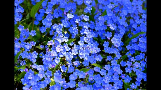 24+Незабудка смотреть онлайн