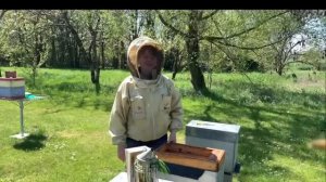 Вывод маток в шестирамочниках: от стартера к подсиливанию (полное видео, Селин Гобэн)