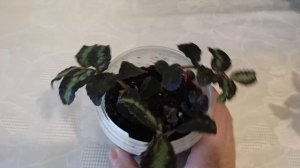 Комнатные растения. ПЕЛЛИОНИЯ ДАВО. Размножение.