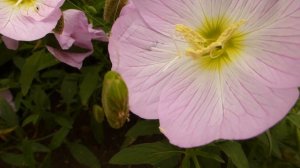 ЭНОТЕРА МНОГОЛЕТНЯЯ РОЗОВАЯ.