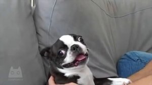 смешной французский бульдог