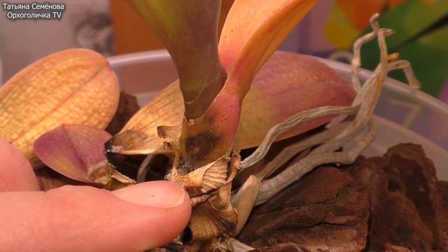 Орхидеи из коробки ? ПРИЧИНА ГИБЕЛИ Суицид от хорошей жизни ВОЗВРАЩАТЬ или ОСТАВИТЬ? ❓ смотреть онлайн