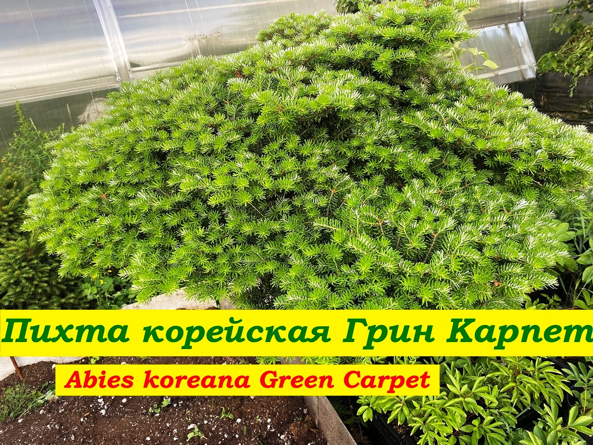Пихта корейская Грин Карпет Abies koreana Green Carpet смотреть онлайн
