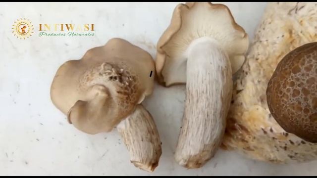 Intiwasi Productos Naturales ( Hypsizygus tessellatus) Shimejii смотреть онлайн