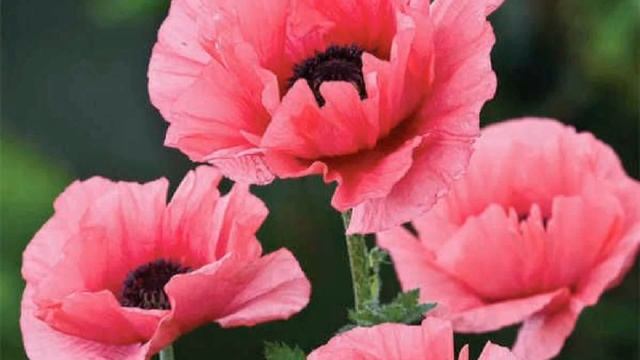 Tchaikovsky - Waltz Of The Flowers (3 Hours Version)