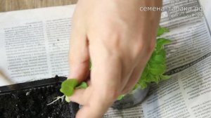 СЕЗОН 2022. #3 ПИКИРУЕМ РАССАДУ ТАБАКА И МАХОРКИ