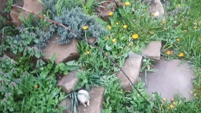 Коптильня готова. Весна красна. Кенгуру на участке. смотреть онлайн