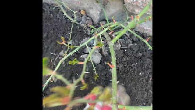 Сажаю лилии гаджетом Gardena, подкормка роз и другие работы в начале мая смотреть онлайн