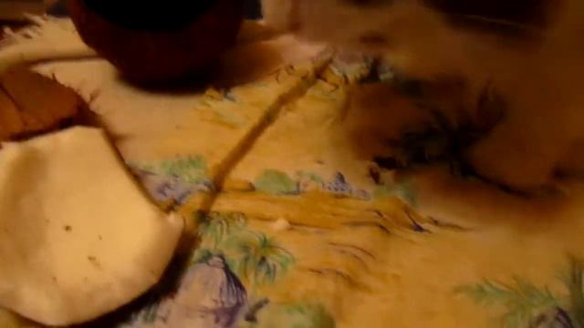 Котики кушают фрукты 2 смотреть онлайн