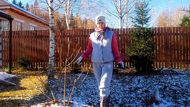 ГОРТЕНЗИЯ МЕТЕЛЬЧАТАЯ/ПОДГОТОВКА К ЗИМЕ * ОБРЕЗКА И УТЕПЛЕНИЕ смотреть онлайн