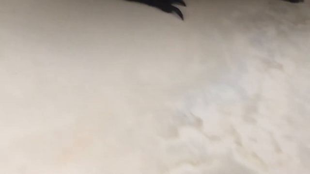 Свинка Скинни:))) смотреть онлайн