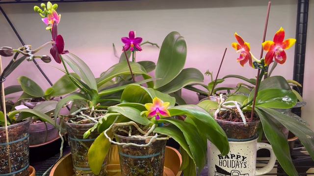 Phalaenopsis Care Guide: Watering смотреть онлайн