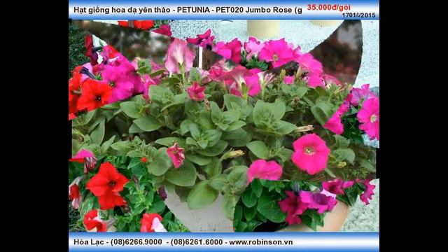 Giống hạt hoa dạ yên thảo смотреть онлайн