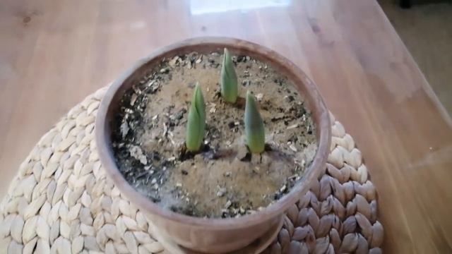 Тюльпаны выращиваю в домашних условиях к празднику 8 Марта! смотреть онлайн