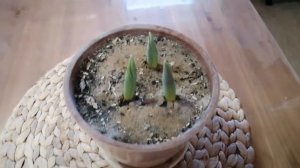 Тюльпаны выращиваю в домашних условиях к празднику 8 Марта!