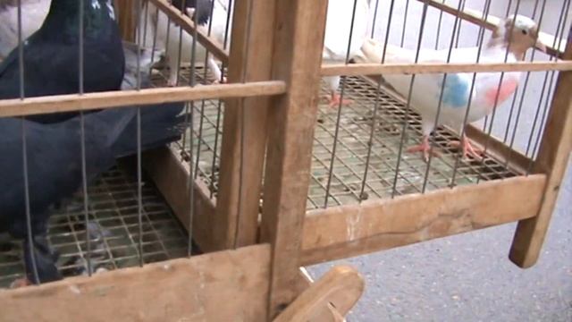 Ярмарка голубей г.Краснодар 05.03.2023г. 1часть смотреть онлайн