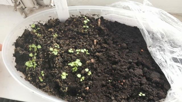 Посев брюссельской капусты и лук порей на рассаду смотреть онлайн