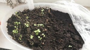 Посев брюссельской капусты и лук порей на рассаду