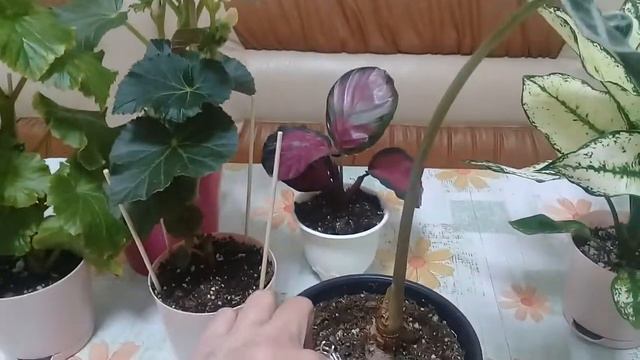 КОМНАТНЫЕ РАСТЕНИЯ. ЦВЕТОЧНЫЕ НОВОСТИ. смотреть онлайн
