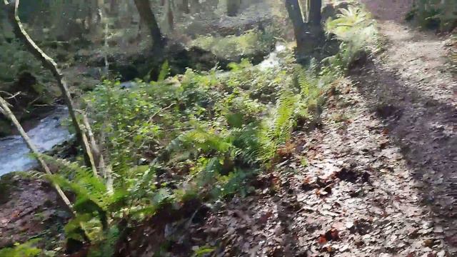 Are these Rhododendron ???? смотреть онлайн