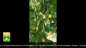 Огурец F1 БАТОНЧИКИ - новинка селекции Агрофирмы "МАНУЛ"