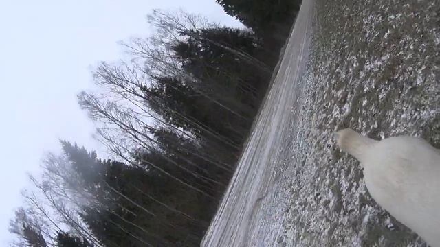 мимо забора, за забором две овчарки, каждый раз проходя мимо реакции все меньше смотреть онлайн