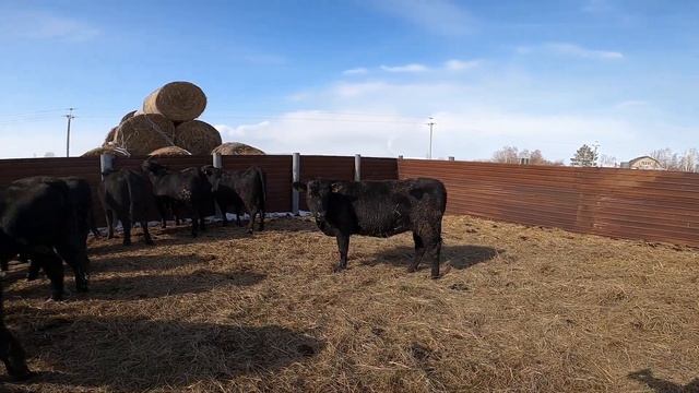 Нетели породы Абердин Ангусс на продажу. Aberdeen Angus heifers for sale смотреть онлайн