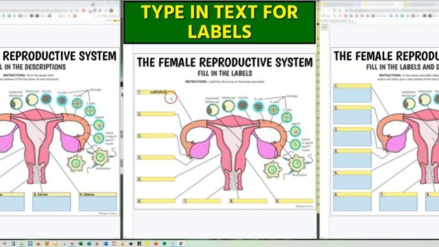 Female Reproductive System - Interactive Google Slides Activities (by Tangstar Science)