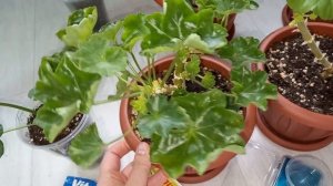 ЛУЧШАЯ ПОДКОРМКА ДЛЯ ОБРЕЗАННОЙ ГЕРАНИ (ПЕЛАРГОНИИ) осенью и зимой