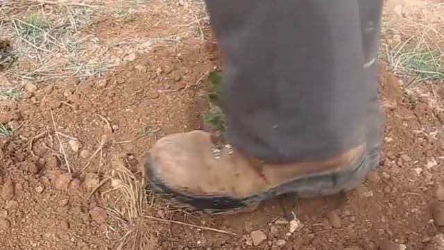 Como plantar una encina con trufa negra en campo смотреть онлайн